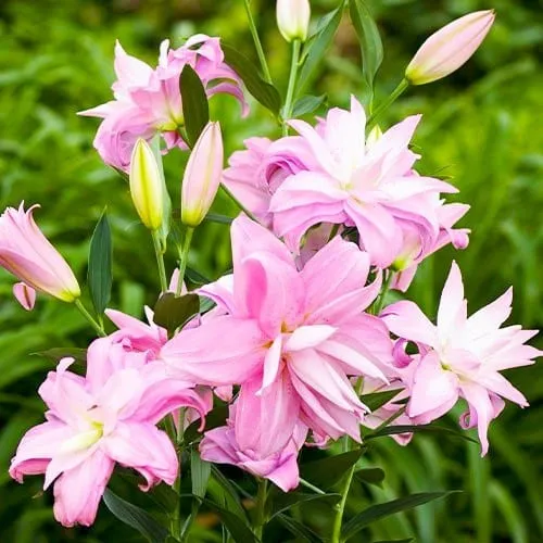 Лілія Lotus Spring (Махрова орієнтальна лілія) — Photo 1