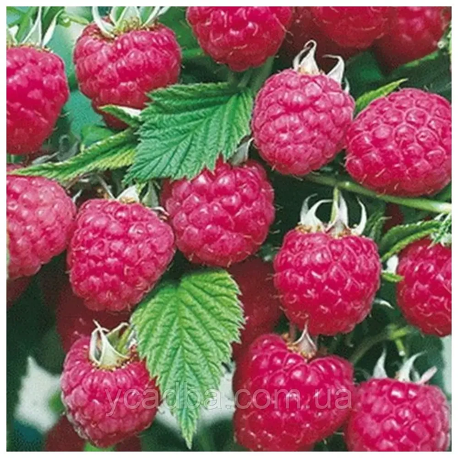 Малина Королівський Пінгвін (ремонтантний)