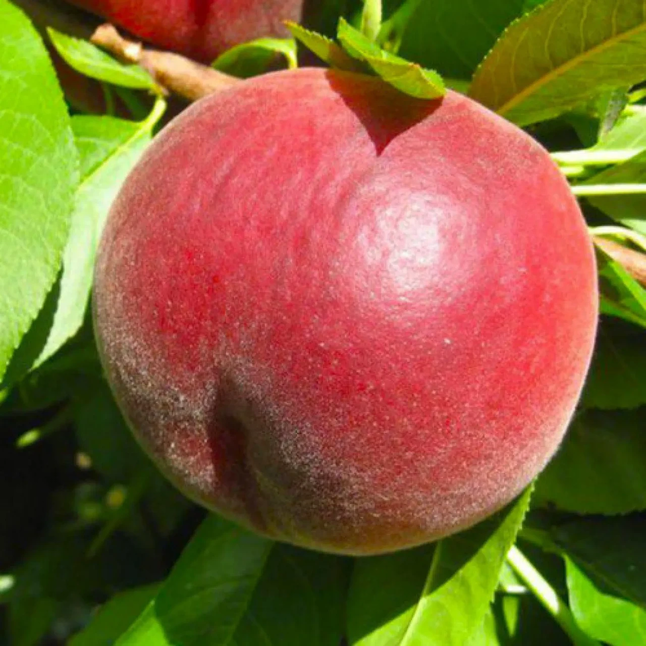 Персик Спрінг Леді (ранній, морозостійкий) — Photo 1