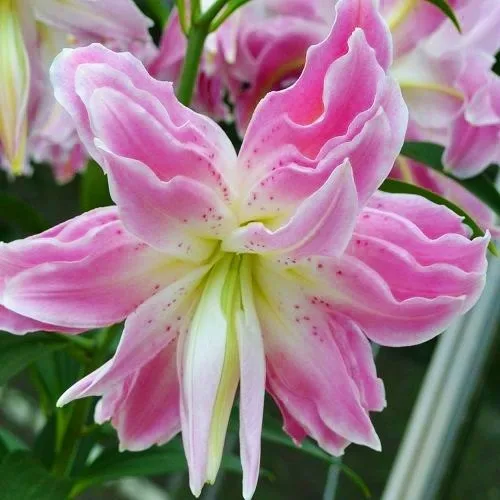 Лілія Lotus Elegance (махрова орієнтальна лілія) — Photo 1
