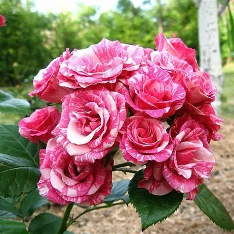 Троянда Пінк Флеш ( Pink Flash ) — Photo 2