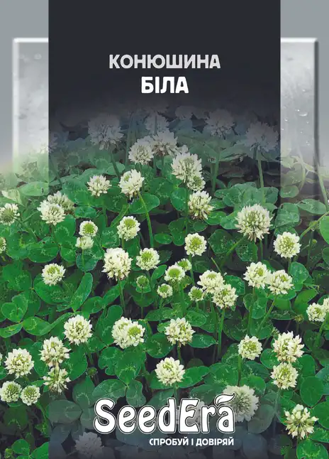 Конюшина Біла