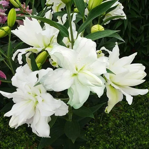 Лілія Lotus Beauty (велика квітка)