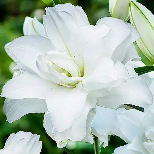 Лілія Lotus Pure (махрова орієнтальна лілія)