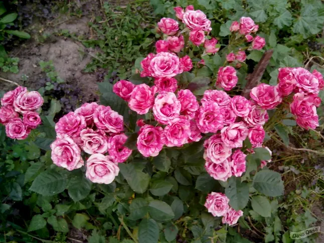 Троянда Пінк Флеш ( Pink Flash ) — Photo 3