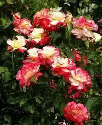 Троянда Дабл Делайт (Double Delight) — Photo 3