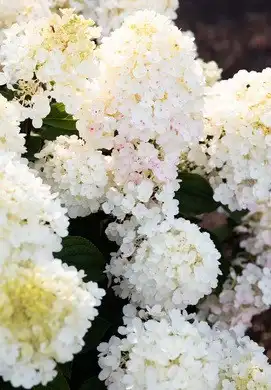 Гортензія Волотиста Little Blossom 4/6 гілок — Photo 2