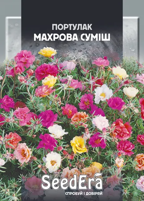 Портулак Махрова Суміш — Photo 1