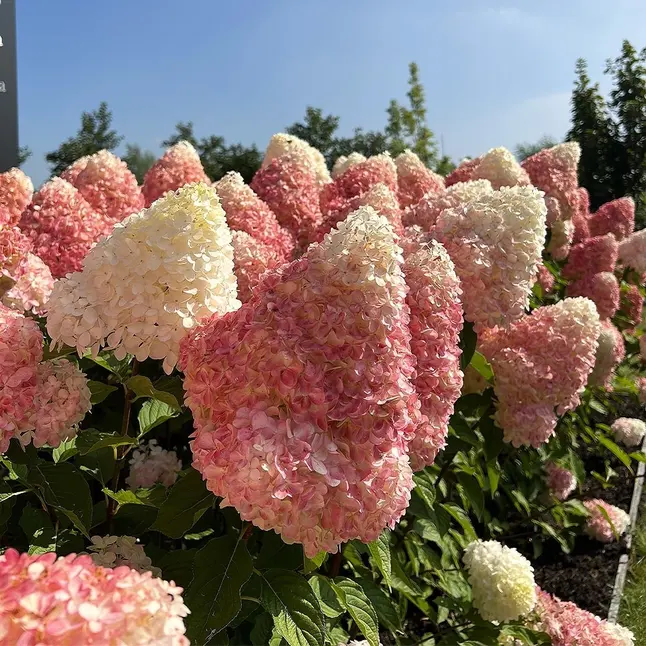 Гортензія волотиста Pink&amp;Rose — Photo 2
