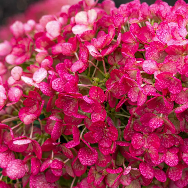 Гортензія волотиста Little Rosy (Змінює колір) — Photo 2