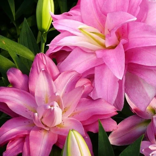 Лілія Lotus Breeze — Photo 1