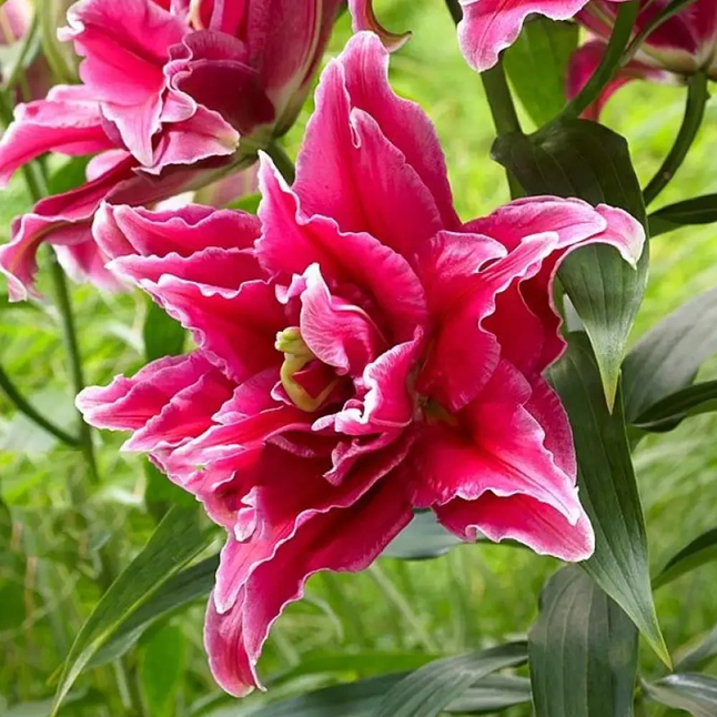 Лілія Grand Amour — Photo 1