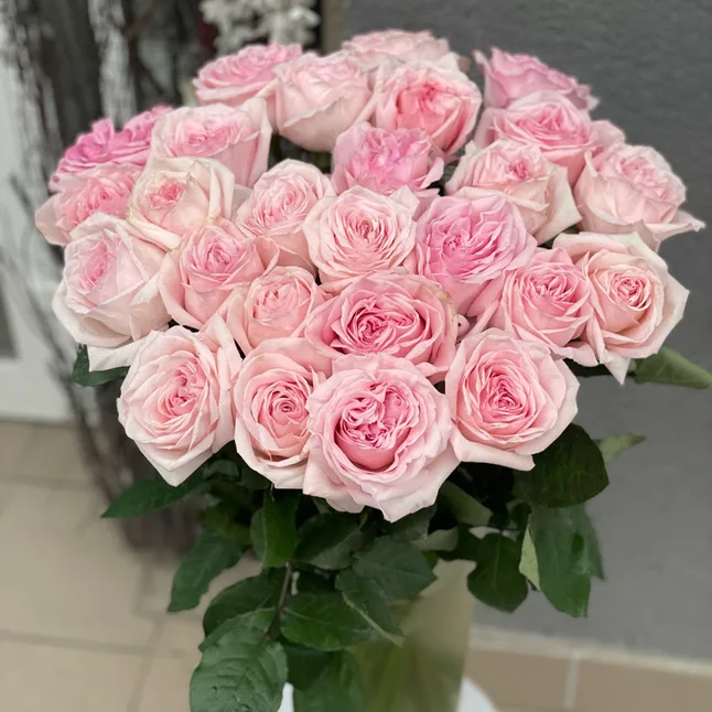 Троянда Пінк Охара (густомахрова ) — Photo 1