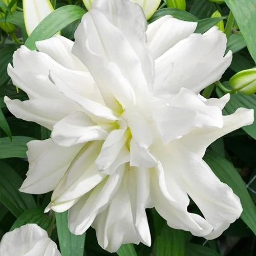 Лілія Lotus Ice (махрова орієнтальна лілія)