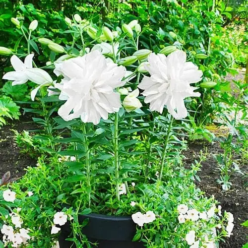 Лілія Lotus Ice (махрова орієнтальна лілія) — Photo 1