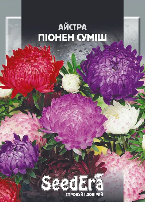 Айстра Високоросла Піонен Суміш — Photo 1
