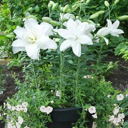 Лілія Lotus Pure (махрова орієнтальна лілія) — Photo 1