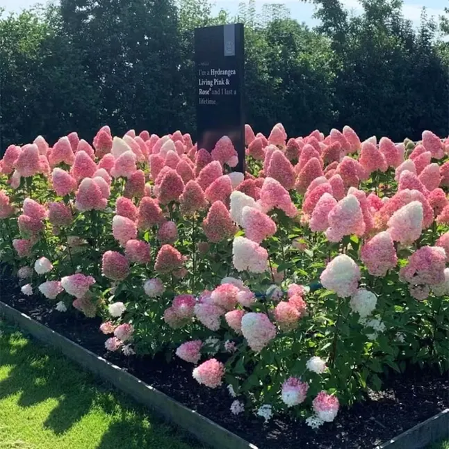 Гортензія волотиста Pink&amp;Rose — Photo 1