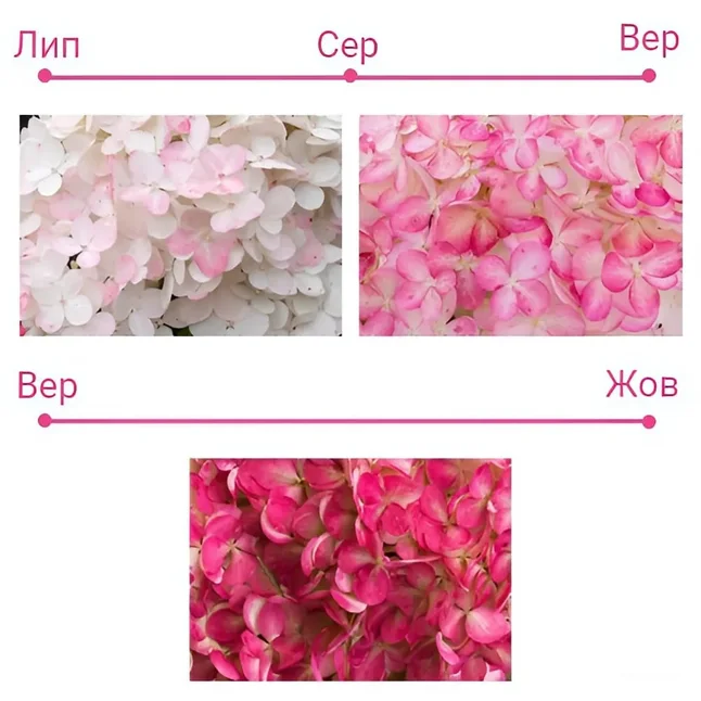 Гортензія волотиста Pink&amp;Rose — Photo 3