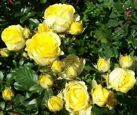 Троянду Жовта Лялька (Yellow doll) — Photo 2