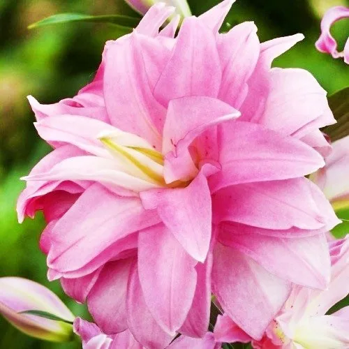 Лілія Lotus Breeze