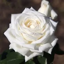 Троянда Поло ( Безперервне цвітіння ) — Photo 2