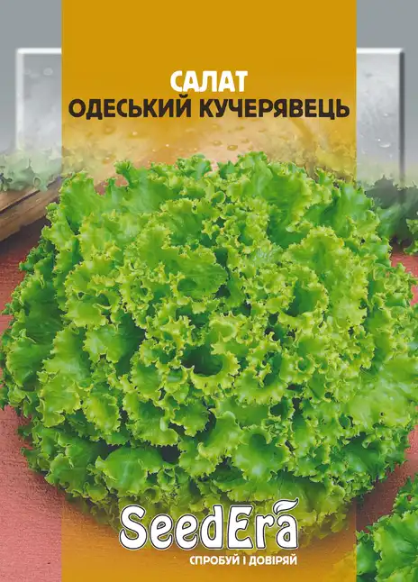 Салат Листовий Кучерявець Одеський