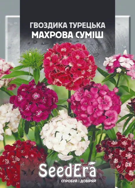Гвоздика Турецька Махрова Суміш — Photo 1