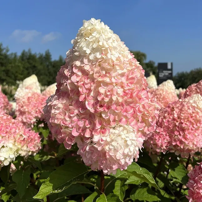 Гортензія волотиста Pink&amp;Rose
