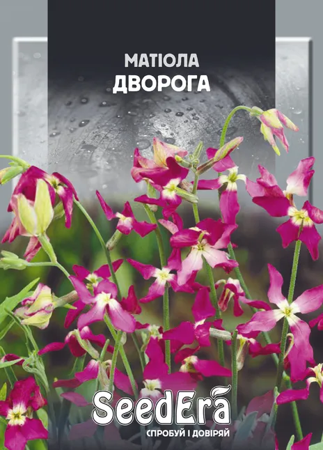 Матіола Дворога — Photo 1