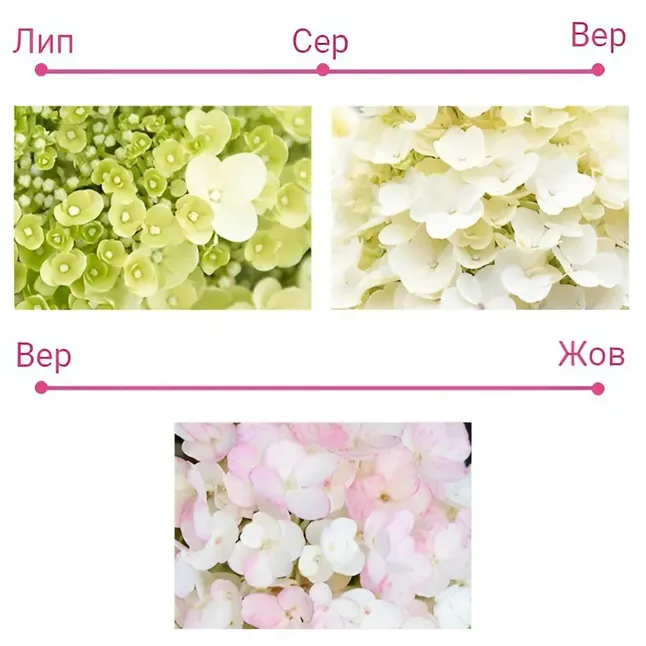 Гортензія Волотиста Little Blossom 4/6 гілок — Photo 3