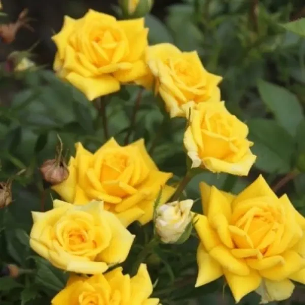 Троянду Жовта Лялька (Yellow doll) — Photo 1