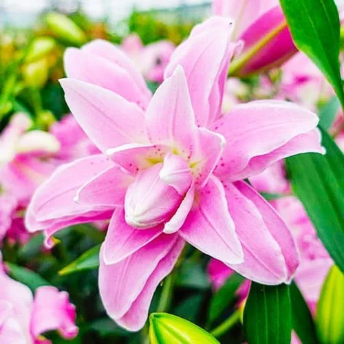 Лілія Lotus Spring (Махрова орієнтальна лілія)