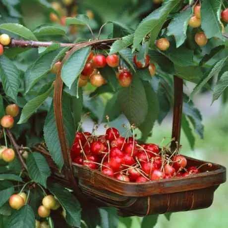 Вишня Шпанка (рання)
