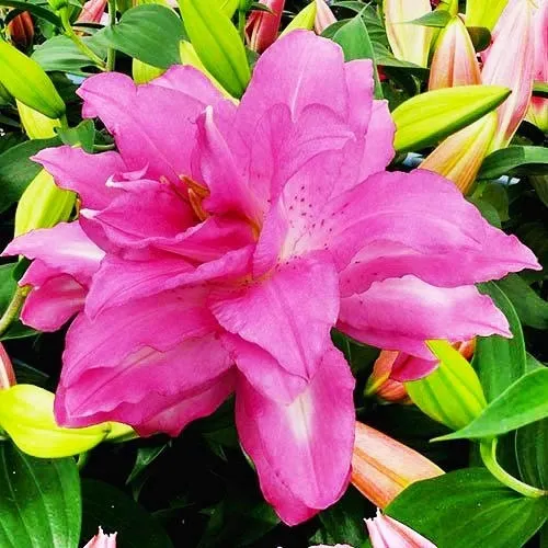 Лілія Lotus Dream (квітка 15-20 см)
