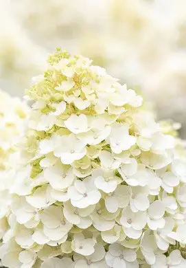 Гортензія Волотиста Little Blossom 4/6 гілок — Photo 1