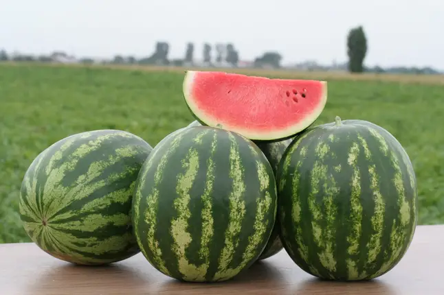 Кавун Трофі F1, кавун тип крімсон світ 5 шт (Leda Agro) — Photo 2