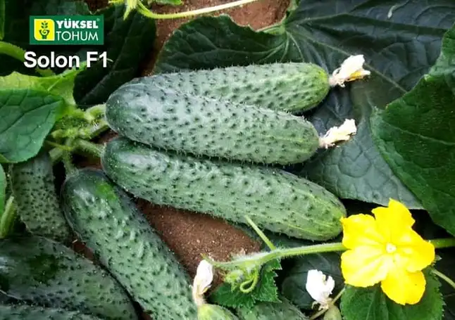 Огірок Солон F1, 10 шт (Leda Agro) — Photo 4