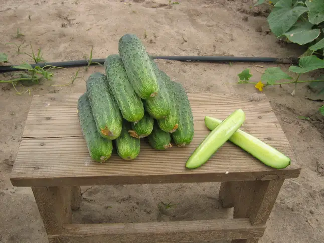 Огірок Аякс F1, 50 шт (Leda Agro) — Photo 2