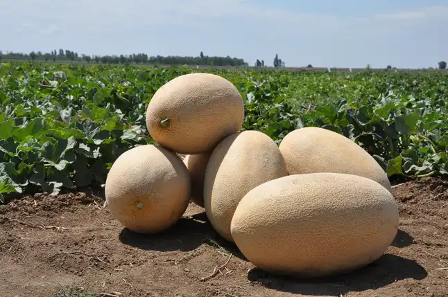 Раймонд F1, тип ананас, 5 шт (Leda Agro) — Photo 4