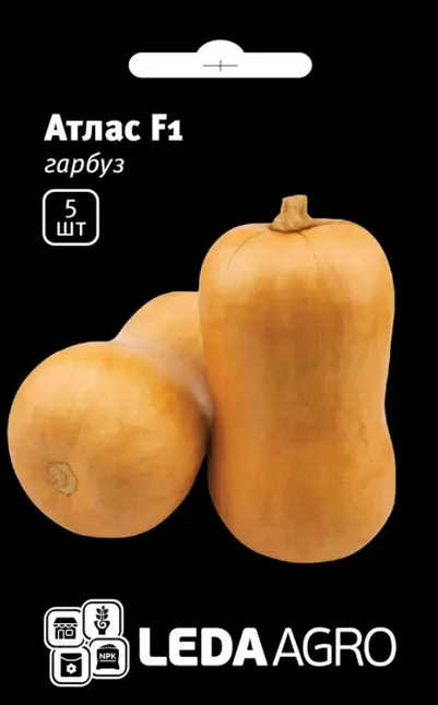 Гарбуз Атлас F1 5 шт (Leda Agro)
