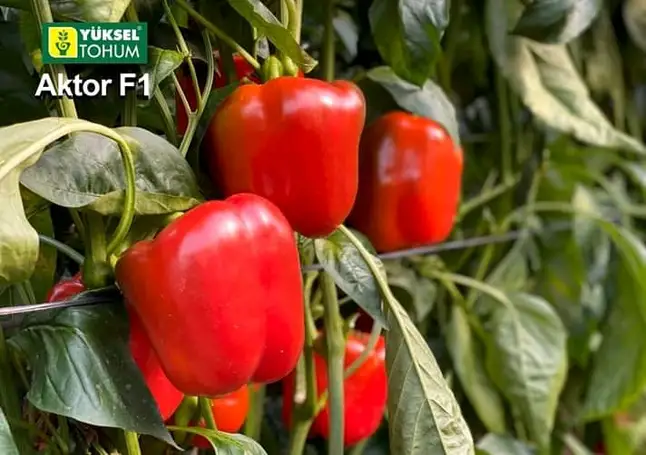 Перець Актор F1, червоний кубовидний, 8 шт (Leda Agro) — Photo 4