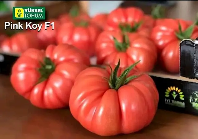 Пінк Кой F1, крупноплідний, 5 шт (ЛАН) НОВИНКА — Photo 2