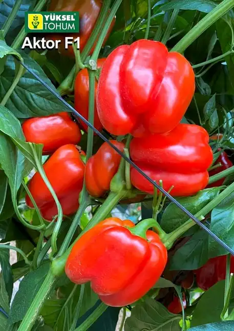 Перець Актор F1, червоний кубовидний, 8 шт (Leda Agro) — Photo 2