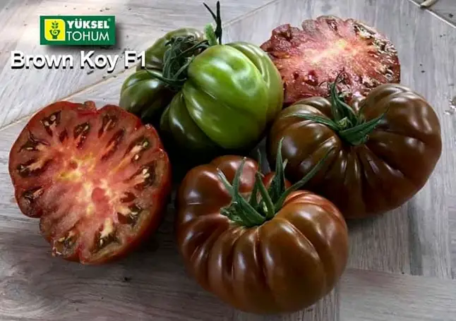 Браун Кой F1, крупноплідний, 5 шт (ЛАН) НОВИНКА — Photo 2