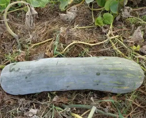 Гарбуз Плейн де Неаполіс, батернат тип, 30 шт (Leda Agro) — Photo 3