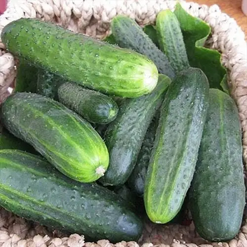 Огірок Гектор F1, кущовий, 50 шт (Leda Agro) — Photo 2