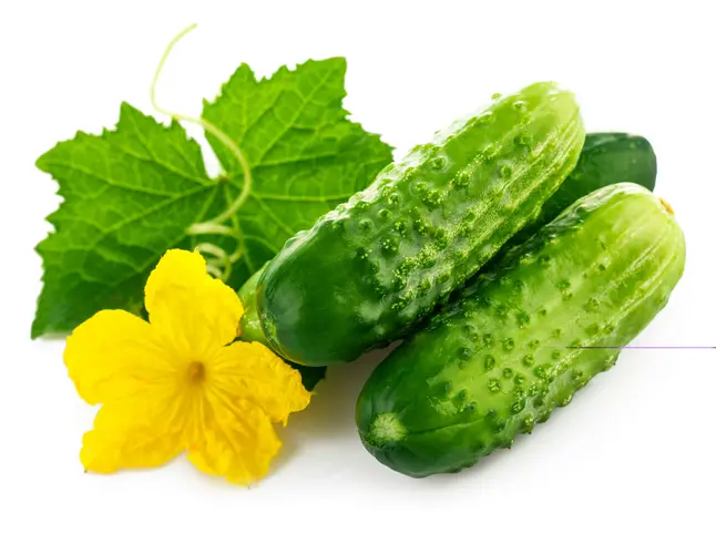 Огірок Акорд F1, світлий, 20 шт (Leda Agro) — Photo 3