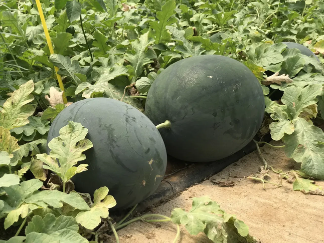 Кавун Маніса F1, кавун тип Шуга Бейбі, 5 шт (Leda Agro) — Photo 4