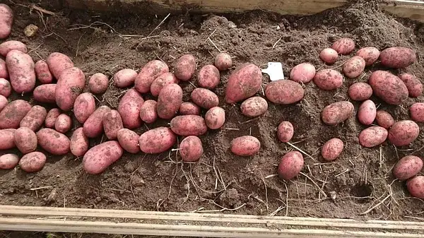 Картопля насіннєва БеллаРоса, перша репродукція — Photo 2